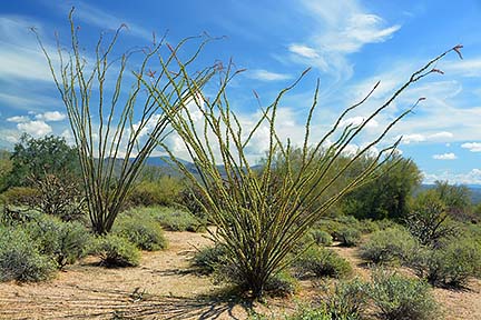 Ocotillo, McDowell Mountain Regional Park, March 20, 2015